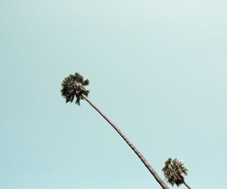 Ludwig Favre, ‘Beverly Hills Palm’, 2020