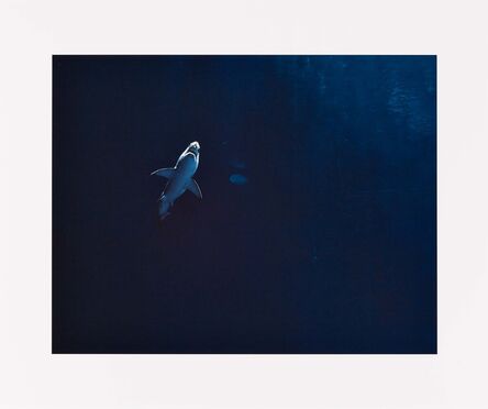 Taryn Simon, ‘Great White Shark in Captivity Million-Gallon Outer Bay, Monterey Bay Aquarium, Monterey, Califonia’, 2007