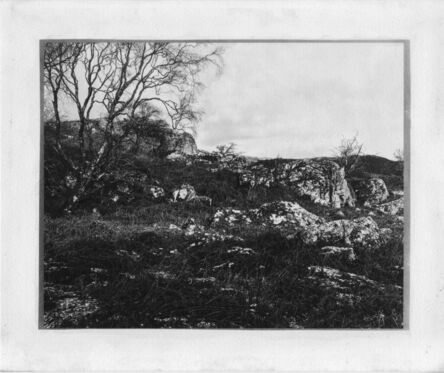 Matthew Murray, ‘Trees with Rocks’, 2020