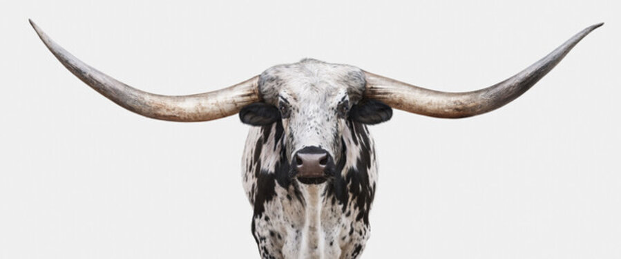 Dappled Texas Longhorn