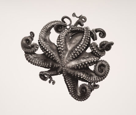 Jan C. Schlegel, ‘Octopus Vulgaris’, 2018