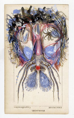 Alexis de Chaunac, ‘ Malacologie (Zoologie)’, 2020