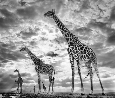 David Yarrow, ‘Keeping Up With the Crouches’, 2019