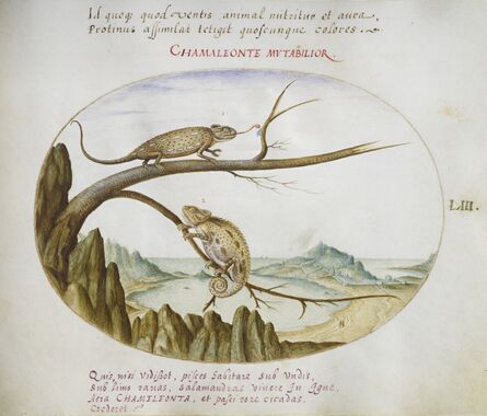 Joris Hoefnagel, ‘Animalia Qvadrvpedia et Reptilia (Terra): Plate LIII’, ca. 1575/1580