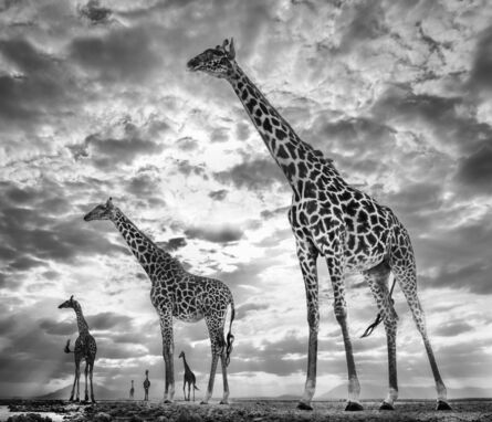 David Yarrow, ‘Keeping Up With The Crouches ’, 2019