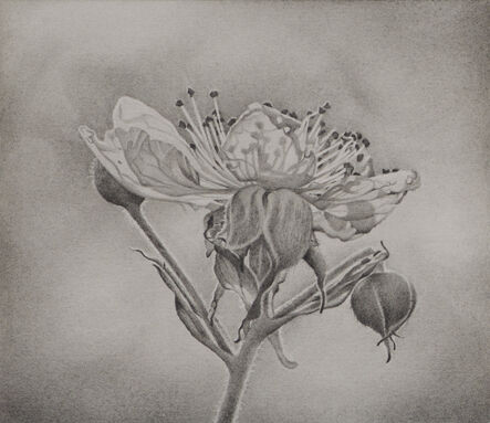 Mary Reilly, ‘Flower Petals’, 2018