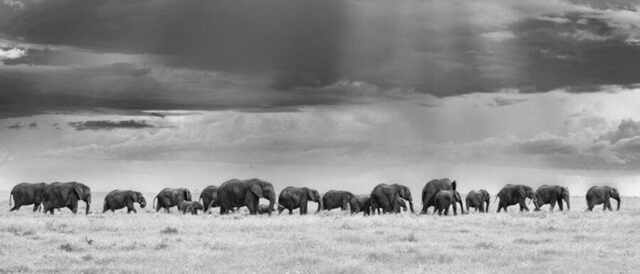 Elephant Train by Cristina Mittermeier