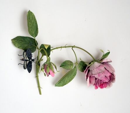 Carmen Almon, ‘Hanging Cabbage Rose with Sphinx Moth’, 2019