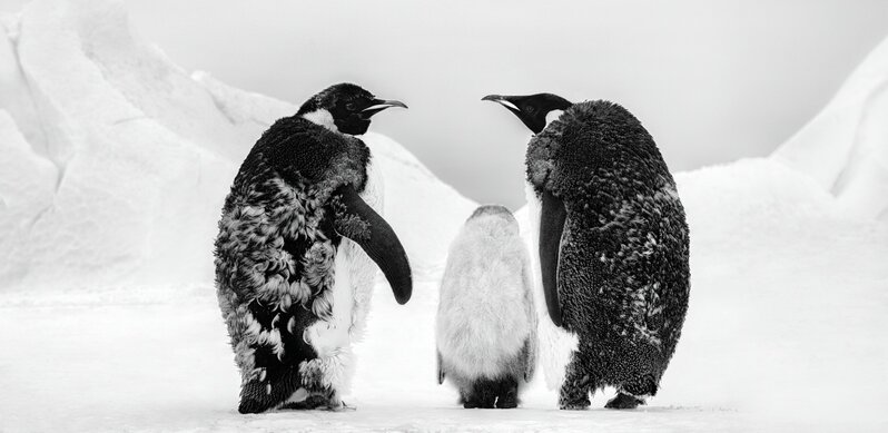 David Yarrow, ‘Who's Going To Tell Him?’, 2022, Photography, Archival Pigment Print, CAMERA WORK