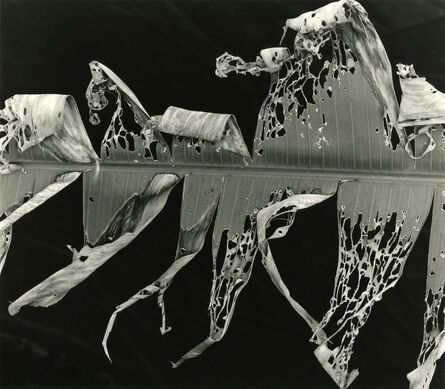 Brett Weston, ‘Torn Leaf Hawaii’, 1978