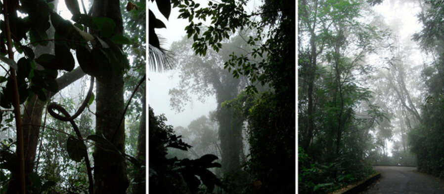 Mist (triptych)