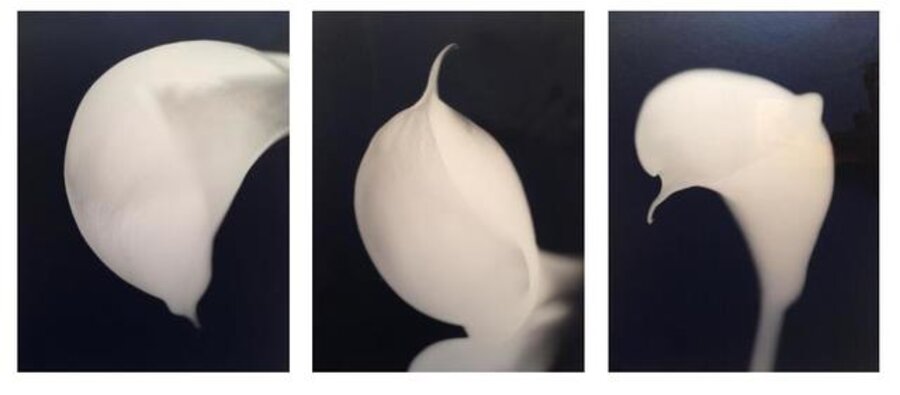 Calla