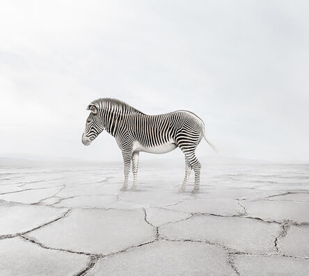 Alice Zilberberg, ‘Zen Zebra’, 2019