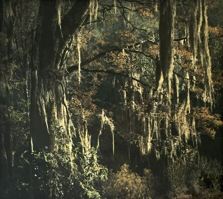 Armando Salas Portugal, ‘Serranía del Río Frío, Bosque Mágico’