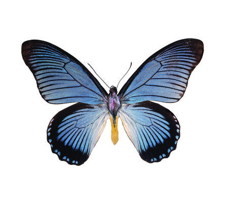 Erika Harrsch, ‘Papilio Zalmoxis FROM THE IMAGOS SERIES’, 2015