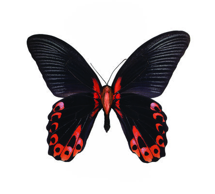 Erika Harrsch, ‘Papilio Rumanzovia FROM THE IMAGOS SERIES’, 2015