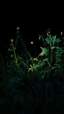 Eelco Brand, ‘VV.movi’, 2017