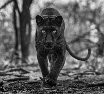 David Yarrow, ‘Remains of the Day’, 2021