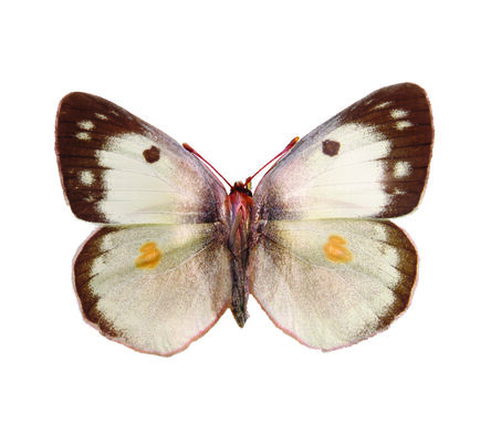 Erika Harrsch, ‘Colias Philodice FROM THE IMAGOS SERIES’, 2015