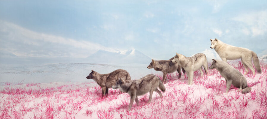 Wolves L