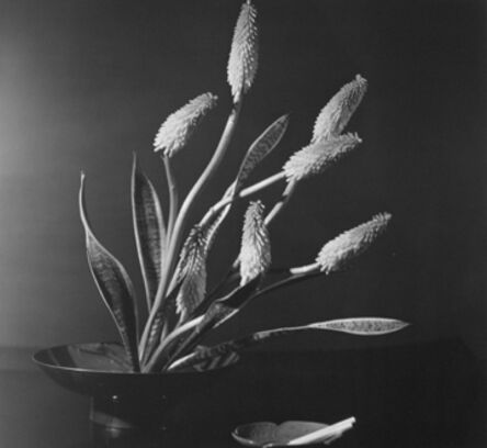 Horst P. Horst, ‘Kniphofia (Red Hot Poker - Torch Lily), New York’, 1957