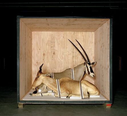 Richard Barnes, ‘Smithsonian Antelope From Animal Logic’, 2005