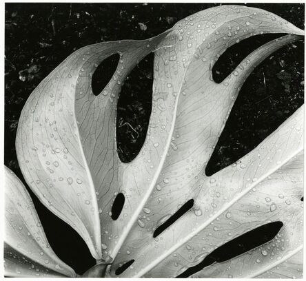 Brett Weston, ‘Leaf and Rain Drops’, 1979
