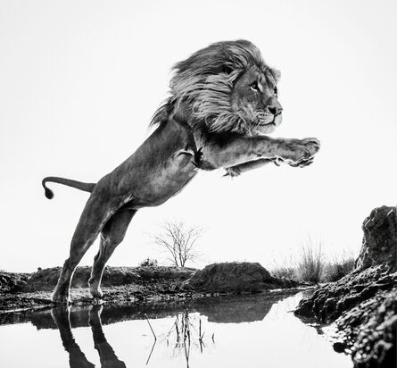 David Yarrow, ‘Lion King’, 2014