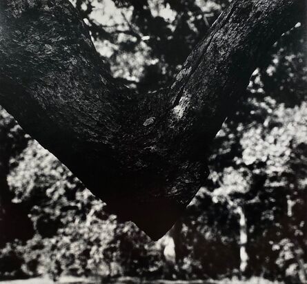 Aaron Siskind, ‘The Tree 2’, 1972