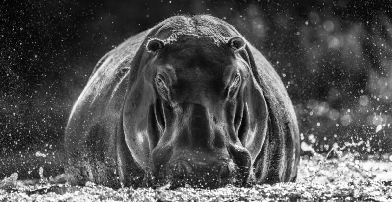 David Yarrow, ‘Dexter’, 2018, Photography, Photography, Visions West Contemporary