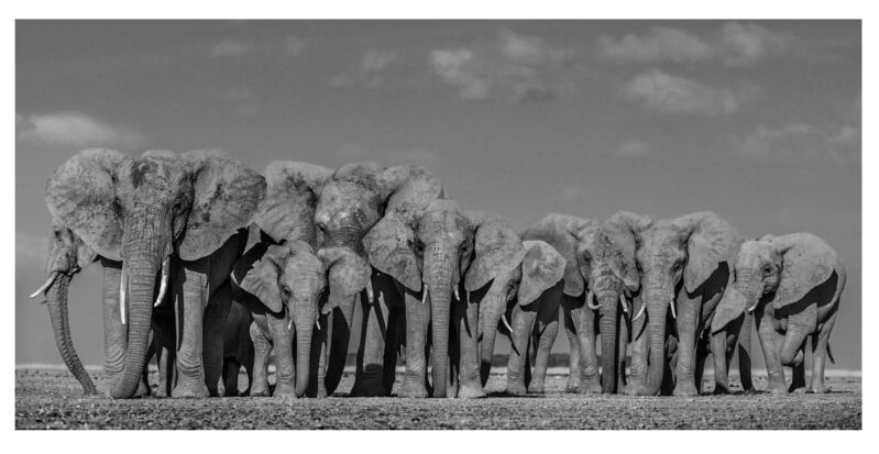 David Yarrow, ‘Defense’, 2019, Photography, Archival pigment print, A. Galerie