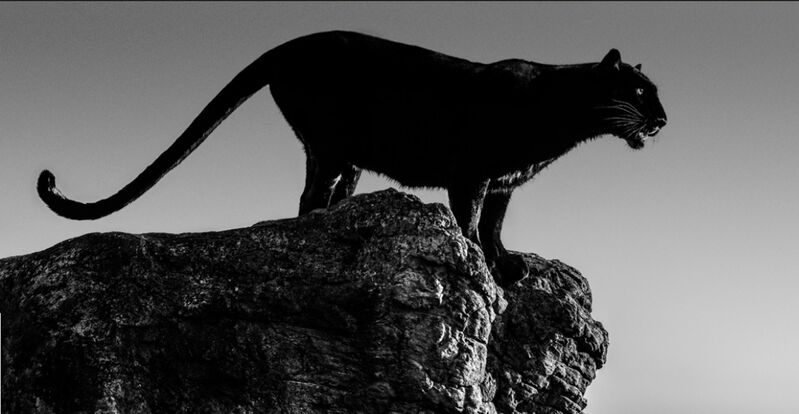 David Yarrow, ‘Black Cat’, 2019, Photography, Archival Pigment Print, Hilton Asmus