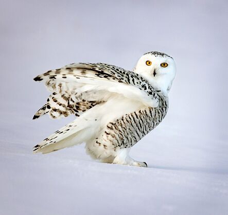 Terry Turrentine, ‘Snowy Owl’, 2013