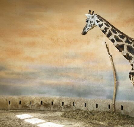 Eric Pillot, ‘Giraffe and Light’, 2012