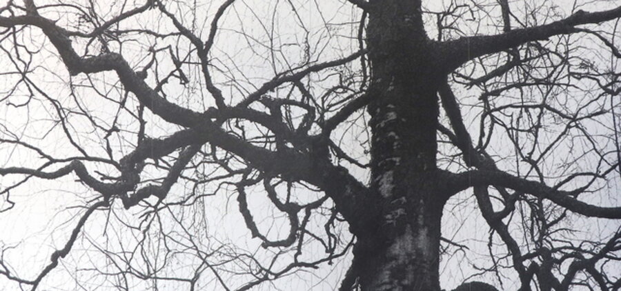 Old Birch