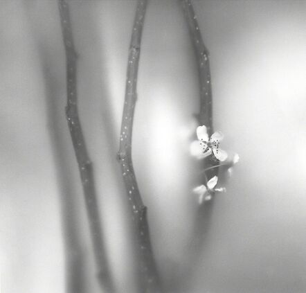 Rebecca Palmer, ‘Plum Flower, from the series Meditations’, 2012