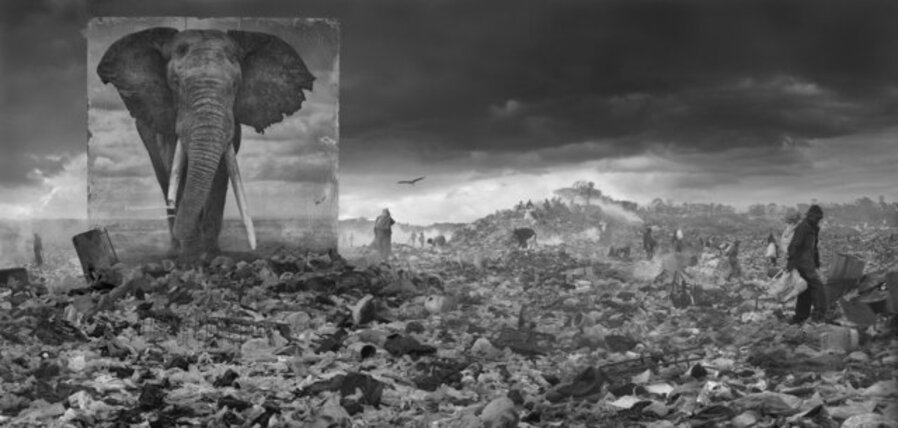 Wasteland with Elephant