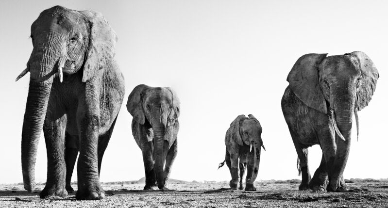 David Yarrow, ‘Boy Band’, 2014, Photography, Archival pigment print, A. Galerie