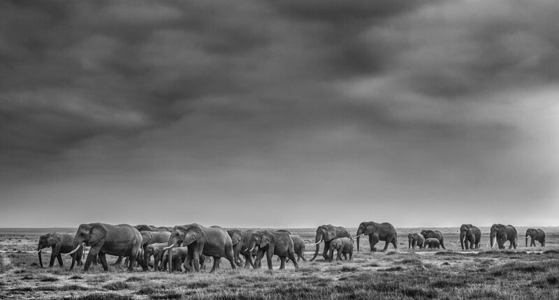 David Yarrow, ‘We Are Family’, 2020, Photography, Archival Pigment Print, Hilton Asmus