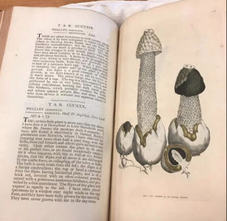 James Sowerby, ‘Phallus impudicusplate from Coloured Figures of English Fungi or Mushrooms, Volume 3’, 1787