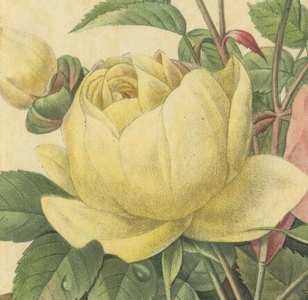 Pierre Joseph Redouté, ‘Variete de Rose Jaune et de Rose de Bengale’, 1939