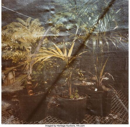 Debra Bloomfield, ‘Untitled (two works from the Hothouse Series)’, 1984