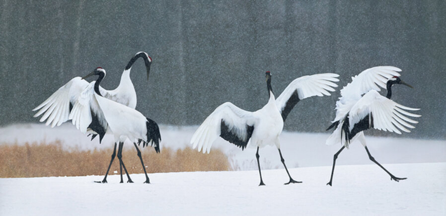 Red Crown Cranes Dancing