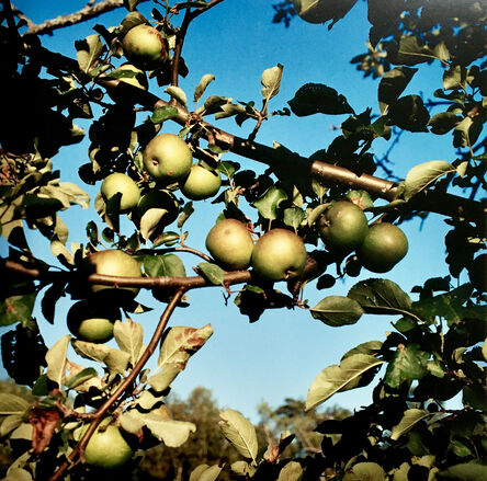 Peter Brown, ‘Baldwin apples, Heath, Massachusetts.’, 2000 -Printed 2001