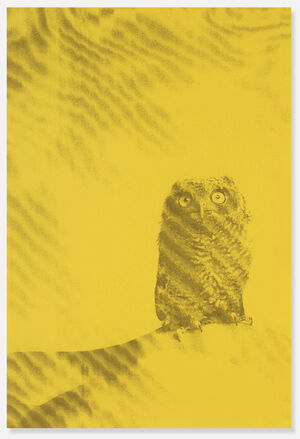 Owl poster