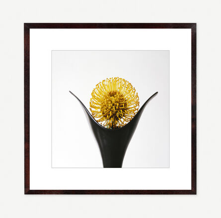 Vivienne Foley, ‘Pincushion Protea in Black Tulip Vase’, 2000