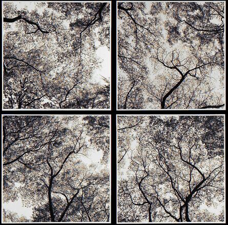 Harry Callahan, ‘Trees (Ansley Park Quad)’, 1991