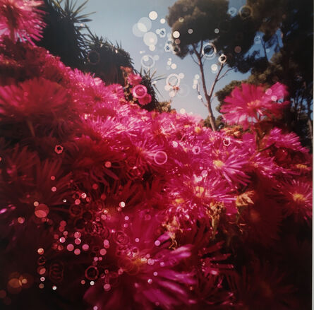 Dianne Bos, ‘Cactus Flowers11, Cap Roig Botanical Garden, Spain’, 2019