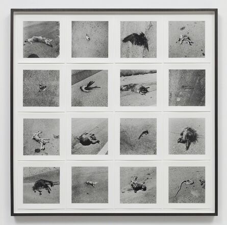 Robert Kinmont, ‘26 Dead Animals’, 1967-1970/2011