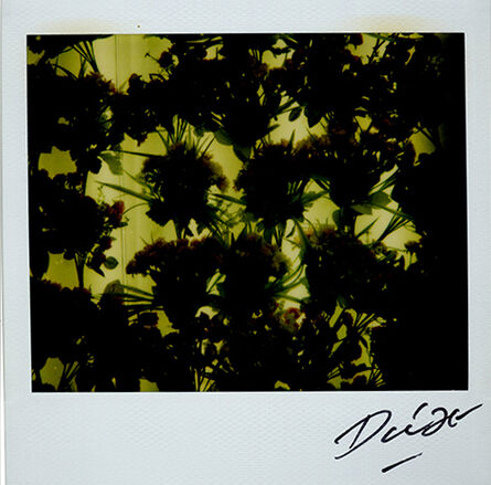 Daido Moriyama, ‘Untitled (Flowers with Yellow Background)’, 2008